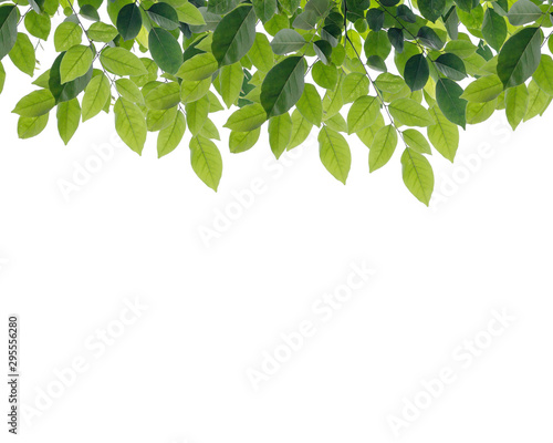 green leaf isolated on white background