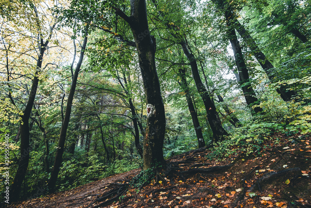 Obraz premium path in the forest