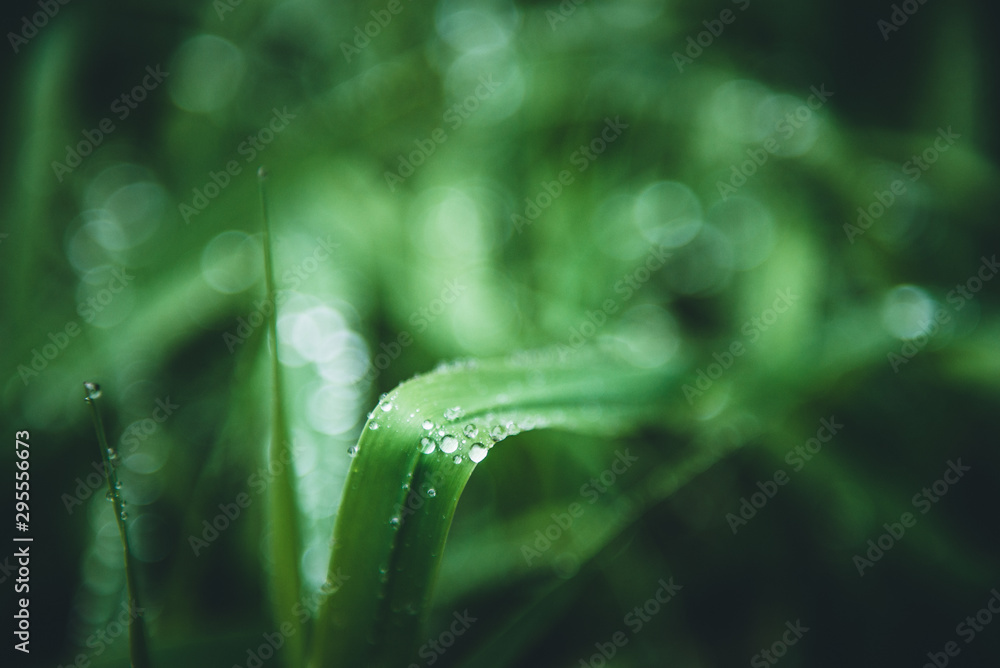 drops on leaf