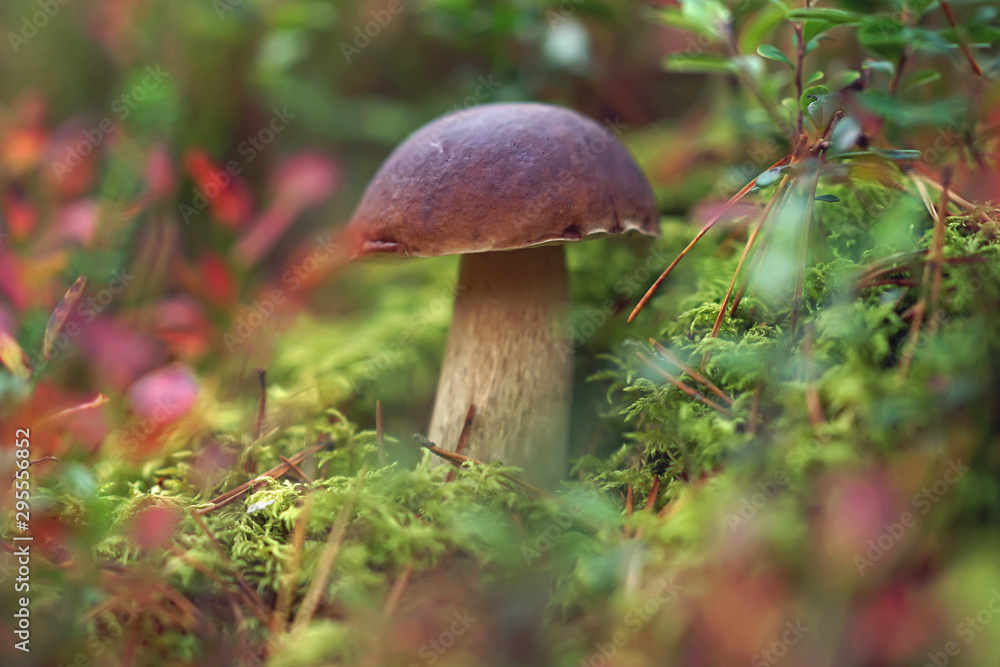 Boletus edulis mushroom growing up in a green moss between blueberry and cowberry bushes in a forest in autumn Boletus edulis mushroom growing up in a green moss between blueberry and cowberry bushes in a forest in autumn