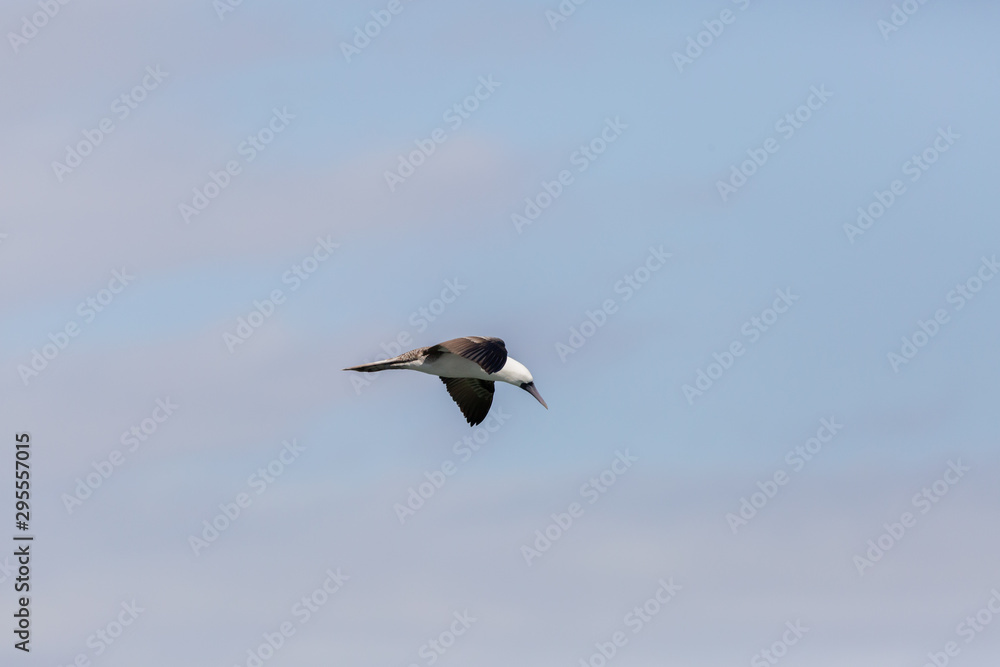 Flying Peruvian Booby (Piquero Común) Latin Name Sula Variegata. Tongoy Chile Flying Peruvian Booby (Piquero Común) Latin Name Sula Variegata. Tongoy Chile