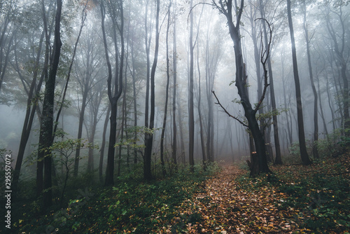 forest in fog © Zoran Jesic