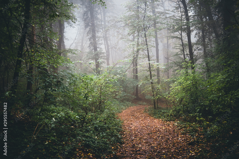 Obraz premium morning in the forest