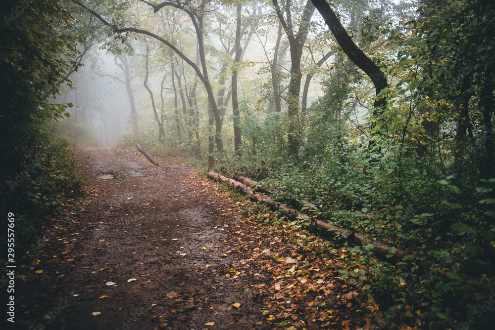 Obraz premium road in the forest