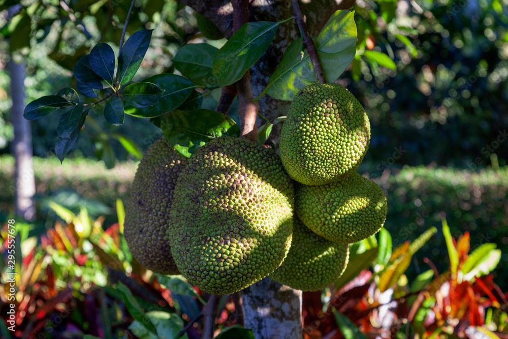 Jackfruit in Chiang Mai countryside, Thailand Jackfruit in Chiang Mai countryside, Thailand
