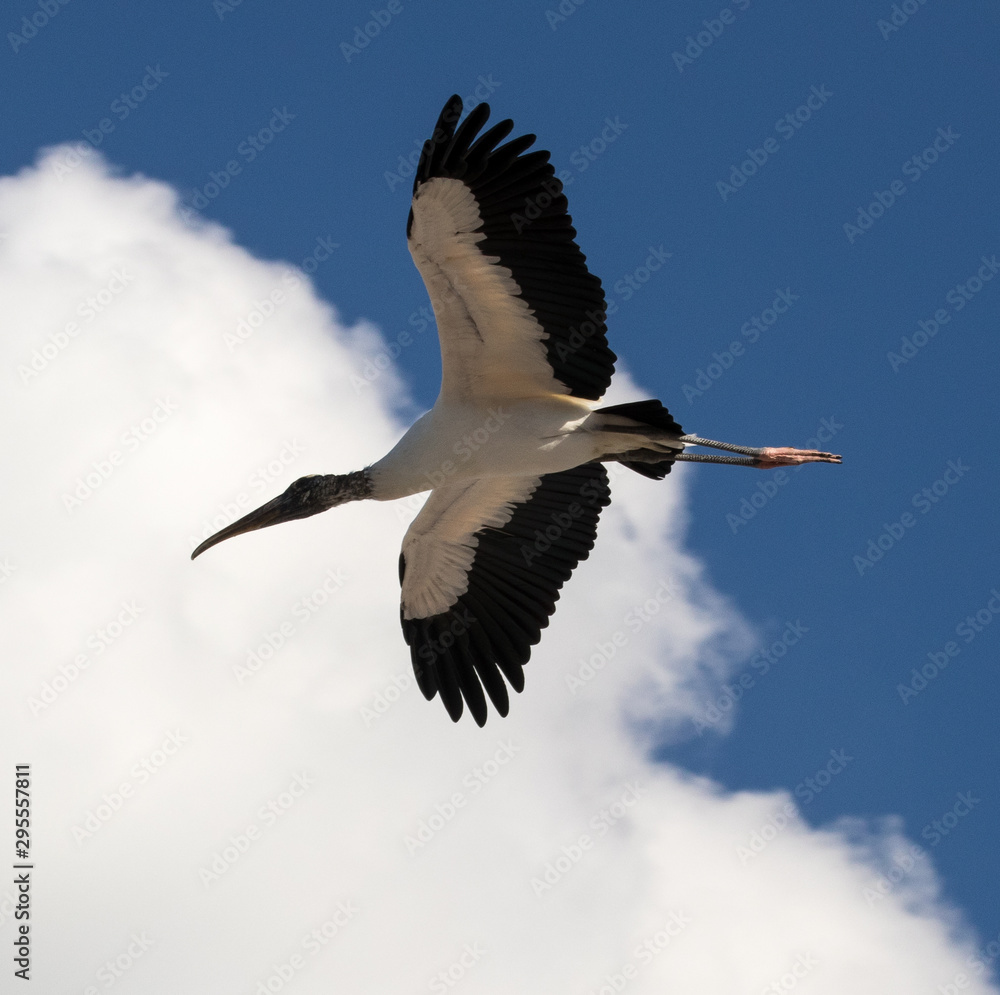 Obraz premium vogel