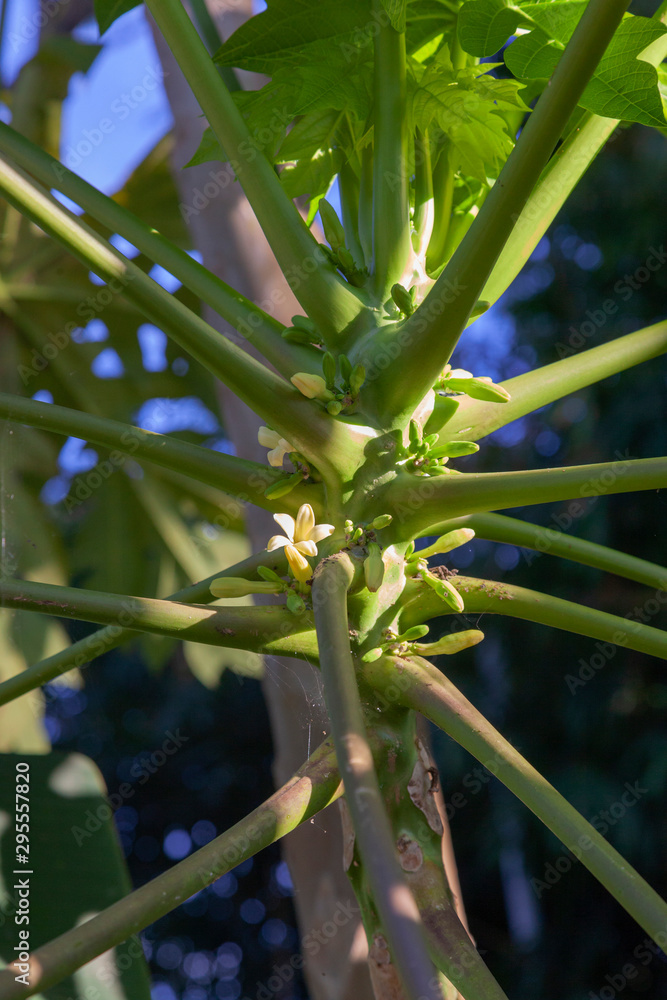 Obraz premium Papapya flower in Chiang Mai, Thailand
