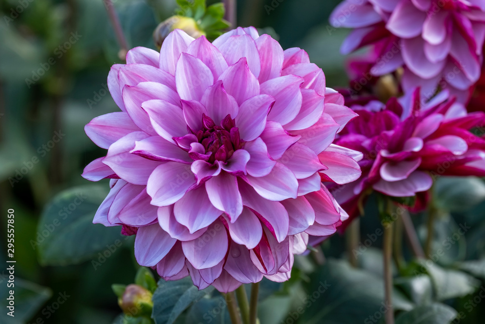 Dahlie (Dahlia) Dahlie (Dahlia)