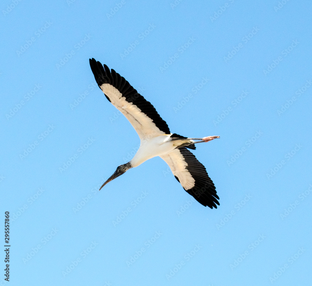 Obraz premium vogel