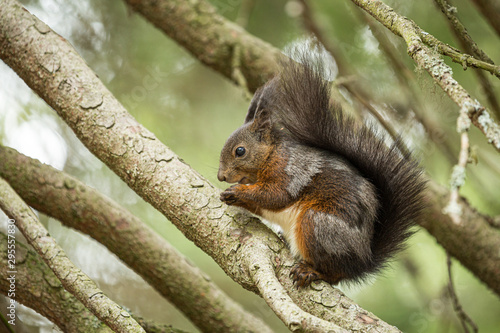 Europäisches Eichhörnchen (Sciurus vulgaris) im Fellwechsel, sitzt zwischen Ästen und frisst © mophoto