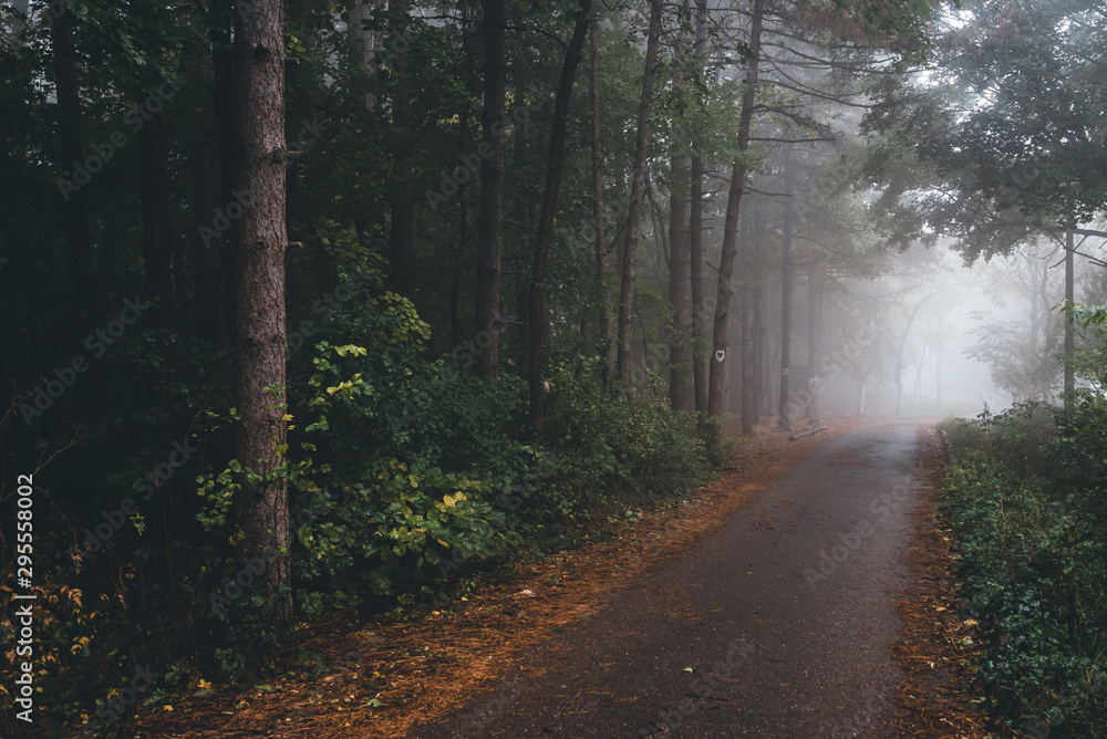 Naklejka premium road in forest