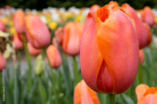 Field of tulips in spring