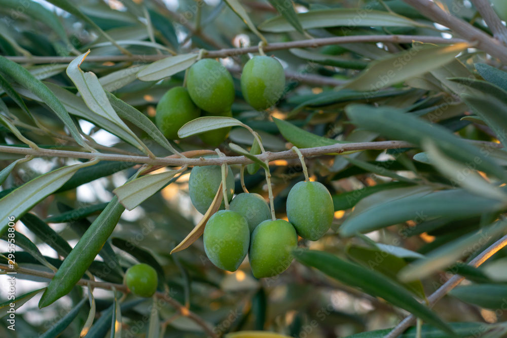 Olives on Olive Tree