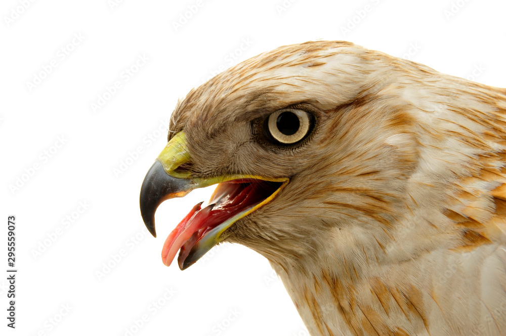 Fototapeta premium The eagle head features on a white background