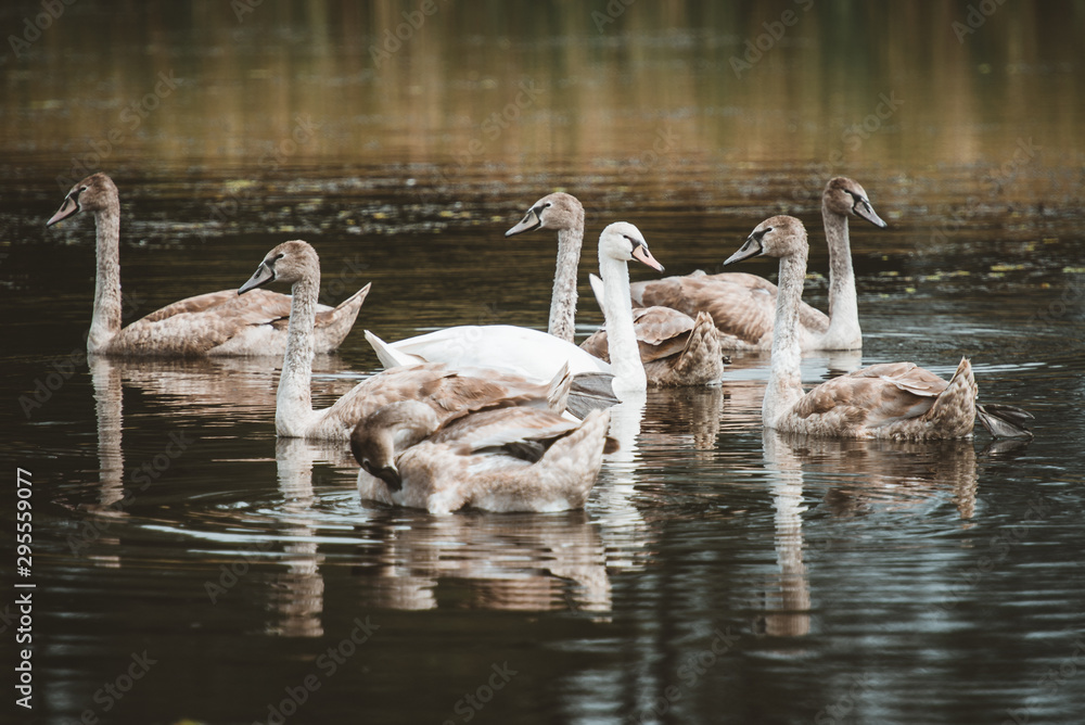 Fotografie flock of swans