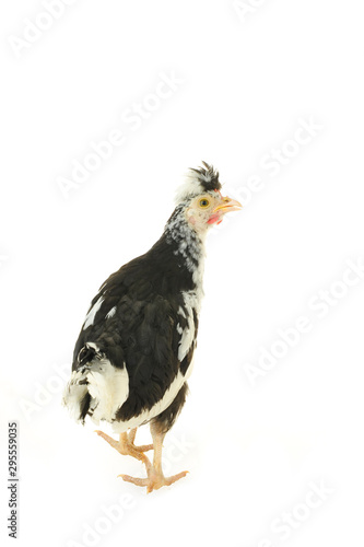 Chicken  chicken wing on a white background