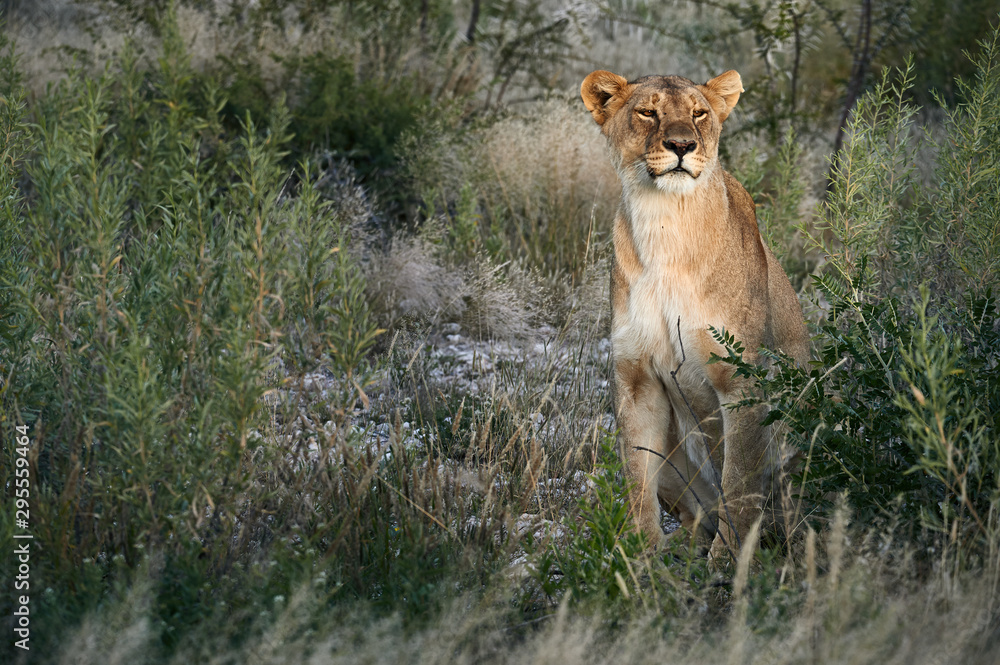 Lioness, Panthera leo, sitting in the grass. Lioness, Panthera leo, sitting in the grass.