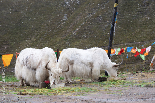 Yak eating grass in Laji Shan Qinghai Province China. photo