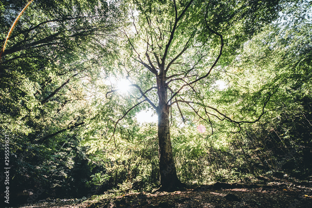 tree in the forest tree in the forest