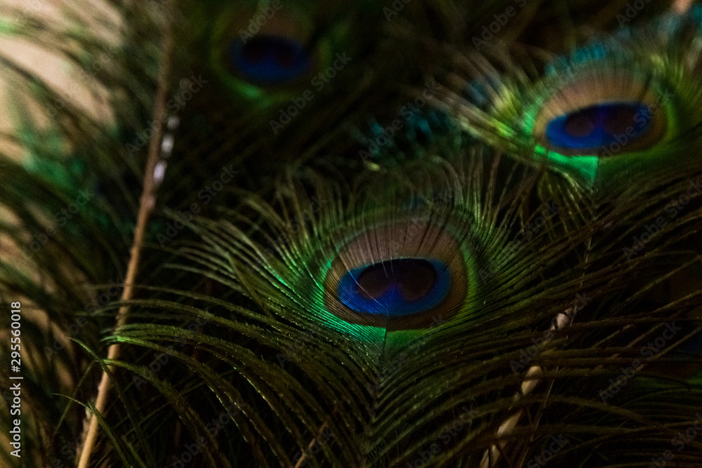 Obraz premium plumaje