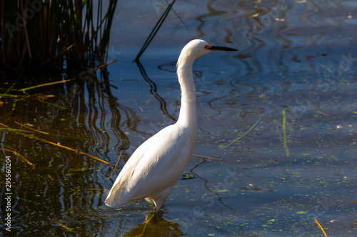 Snowy Egret  Garza Chica  Latin Name  Egretta Thula. Tongoy. Chile