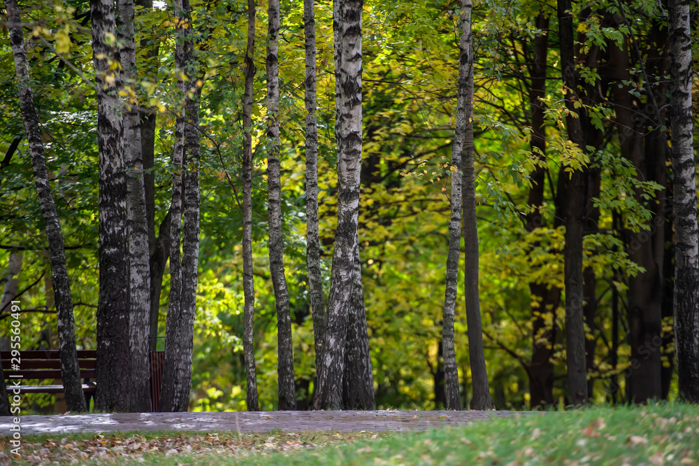 Fototapeta premium Path in the birch forest