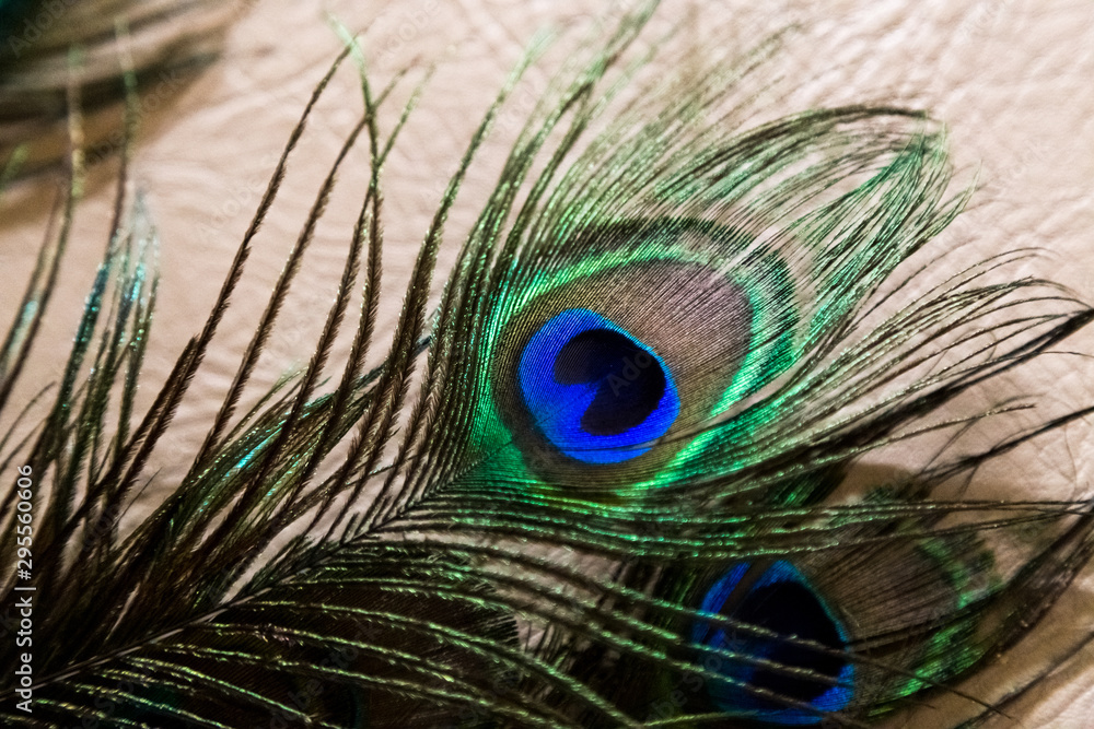 Obraz premium plumaje