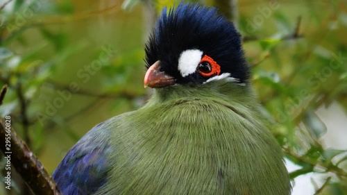 hartlaub's touraco,  African bird close up sitting in a tree Turning it's head. photo