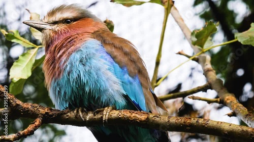 Lillac-Breasted Roller african bird close up sitting on a branch. Facing forward to the left. photo