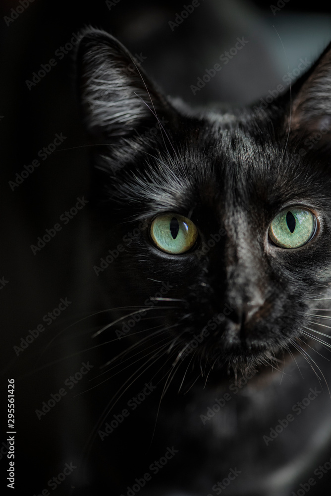 face of black short hair cat, indoor pet, adopted, rescue cat, macro eye, up close feline eye