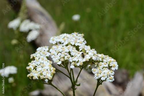 white flowers 