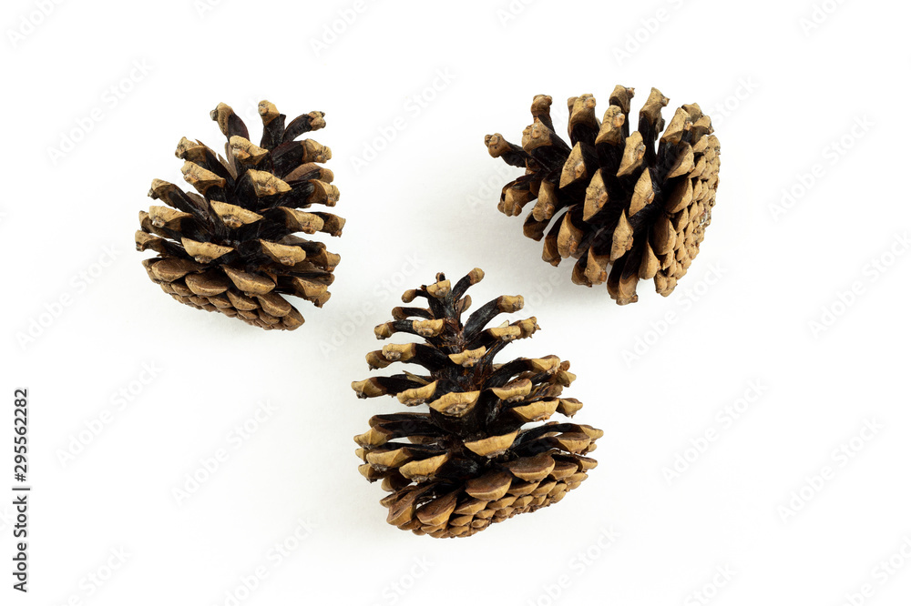 3 pine cones side view on white background 3 pine cones side view on white background