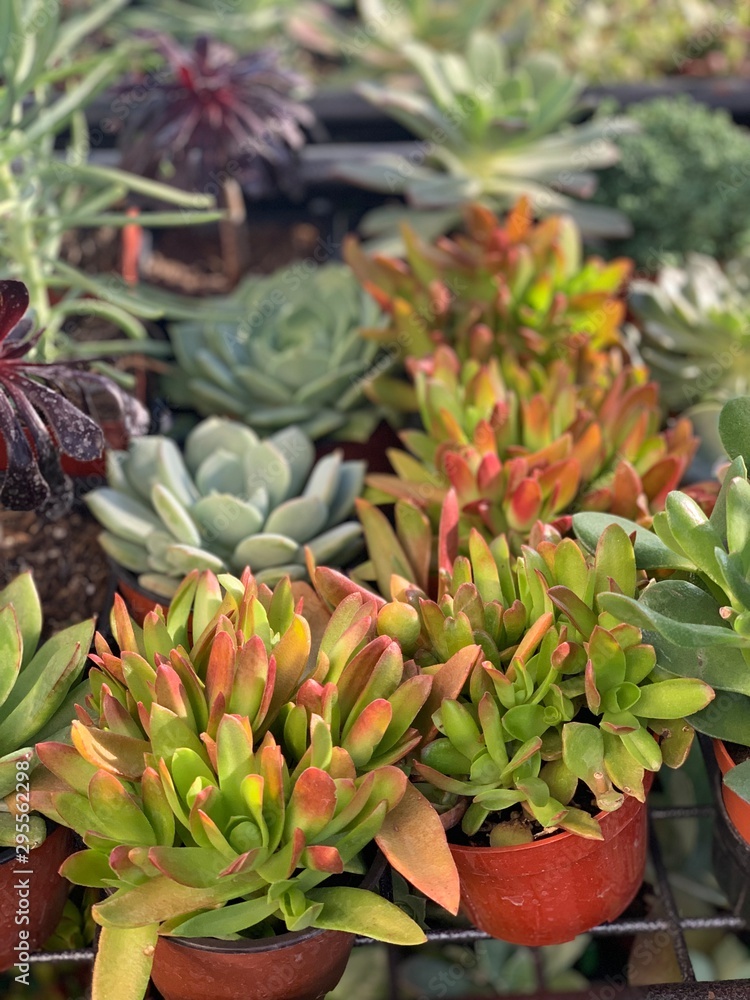 Drought Tolerant Succulent Plant Varieties Drought Tolerant Succulent Plant Varieties