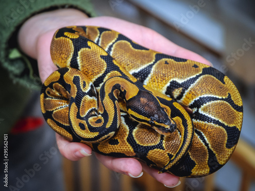 Woman holds royal python on her hand in small home snake breeding in Warsaw, Poland photo