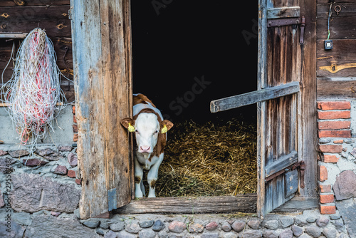 Calf in a barn in small village in Mazowieckie Province, Poland