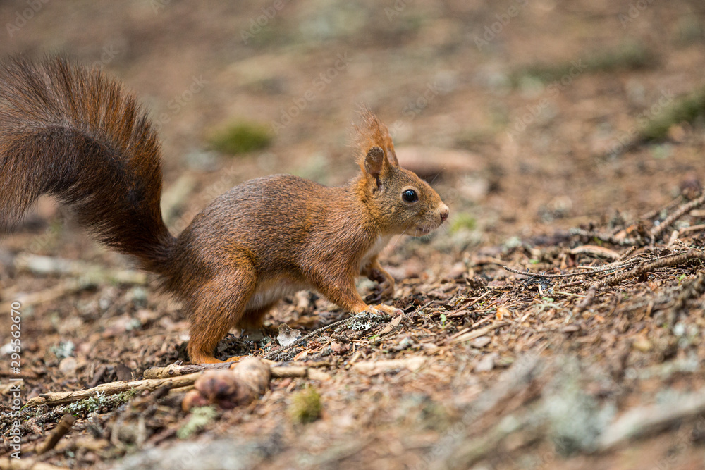 Europäisches Eichhörnchen (Sciurus vulgaris) Europäisches Eichhörnchen (Sciurus vulgaris)