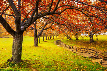 Autumn in Hurd Park, Dover, New Jersey with fall foliage on cherry trees.