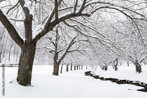 Winter time in Hurd Park, Dover, New Jersey with snowy cherry trees.
