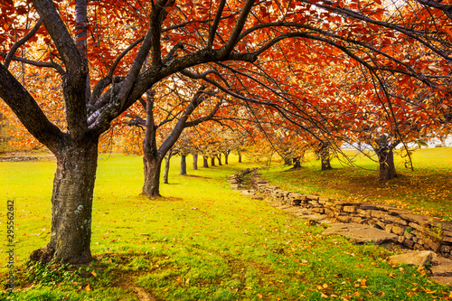 Autumn in Hurd Park, Dover, New Jersey with fall foliage on cherry trees.