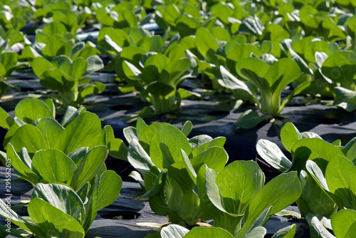 Bok choy plantation, or acelga chinesa photo