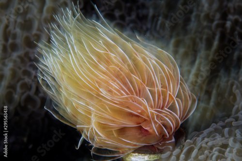 A colorful feather duster worm's feeding tentacles blow in a current sweeping over a coral reef in Indonesia. These worms feed on passing planktonic food. photo