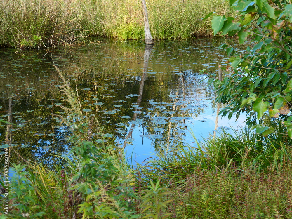 公園の池 公園の池
