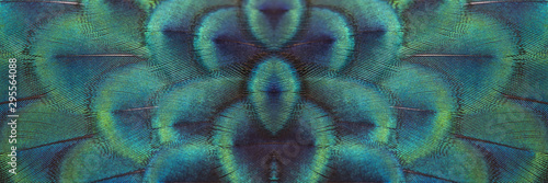 Closeup peacock feathers for beautiful background