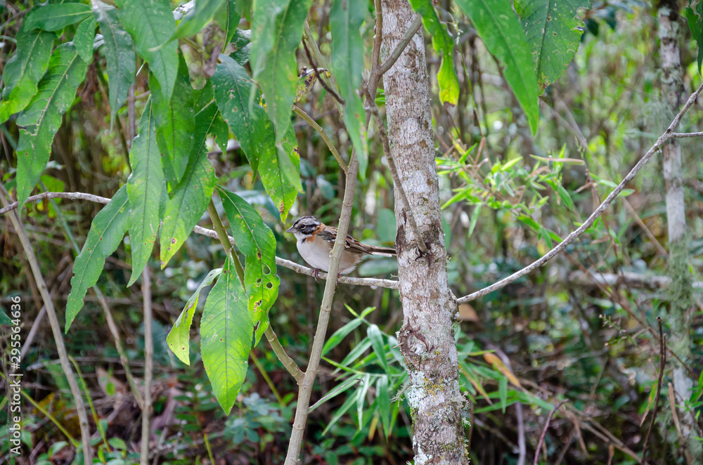 Pássaro nas árvores de Conceição de Ibitipoca 