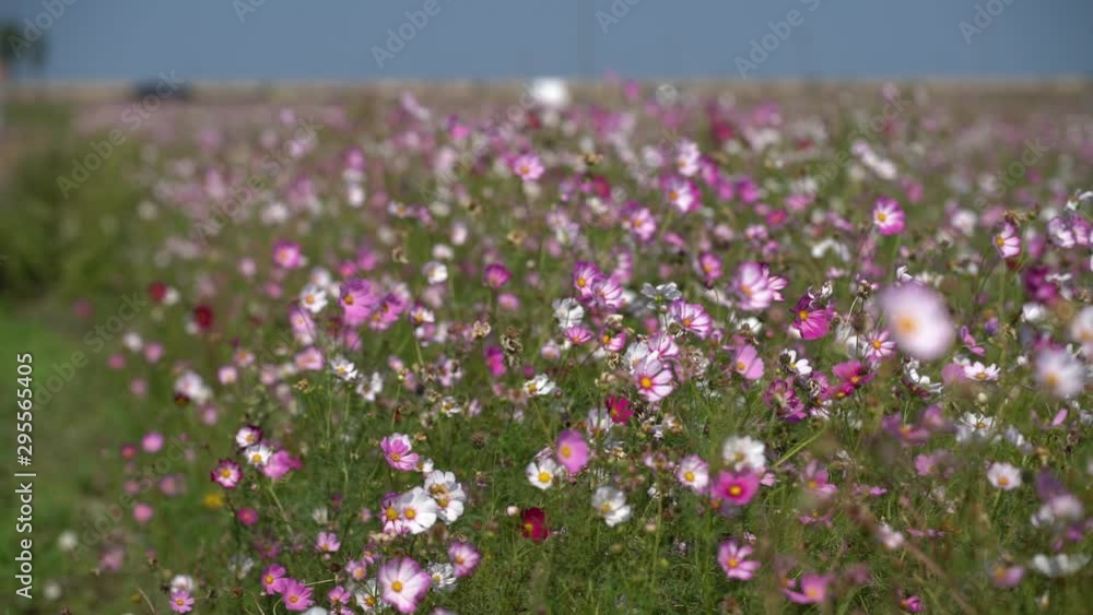 Flowers of cosmos swaying in the wind, Slow Motion, In Korea