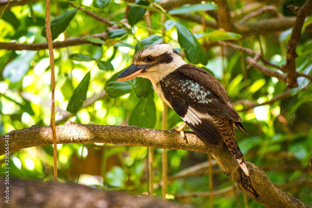 Obraz premium Roześmiany Kookaburra (Dacelo novaeguineae) siedzący na gałęzi