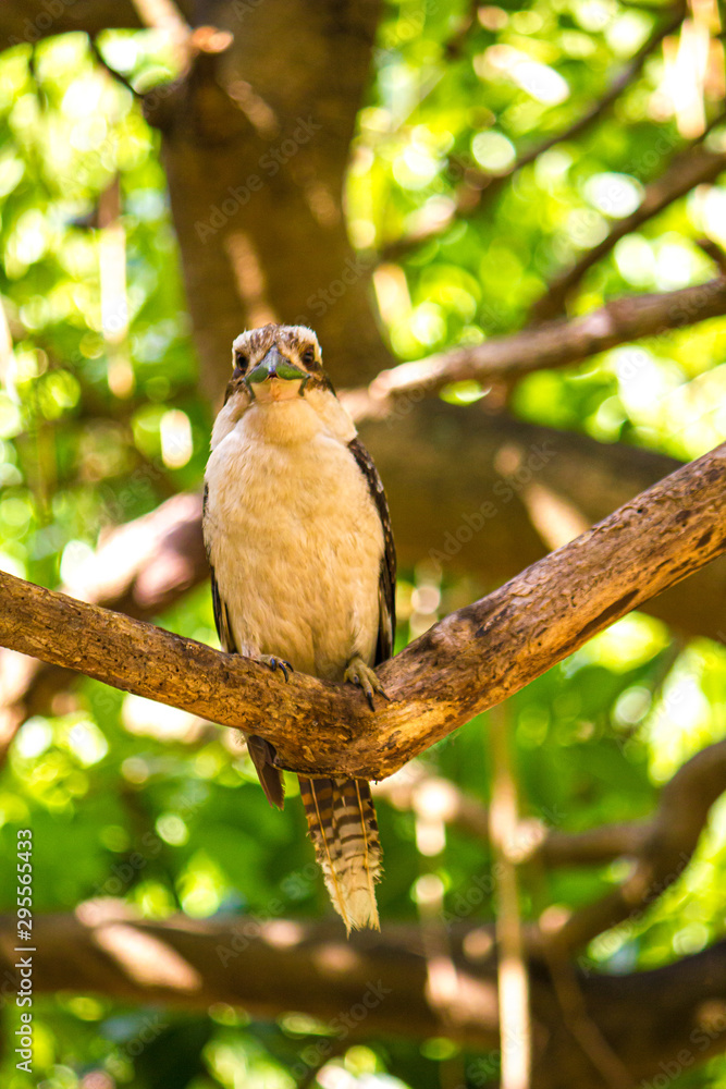 Laughing Kookaburra (Dacelo novaeguineae) perched on branch Laughing Kookaburra (Dacelo novaeguineae) perched on branch