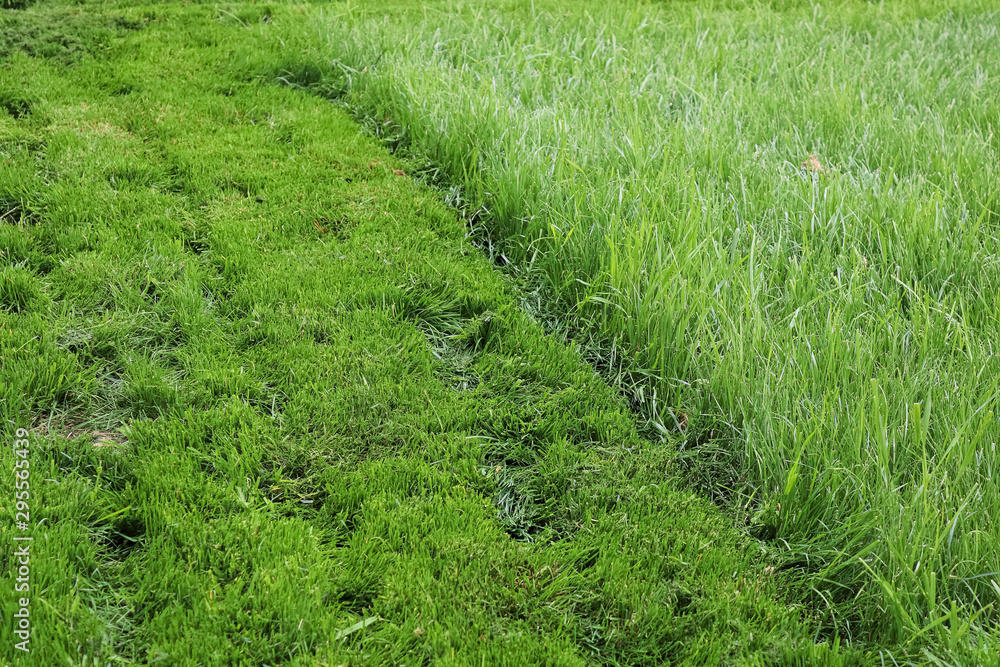 A strip of mowed lawn against tall grass