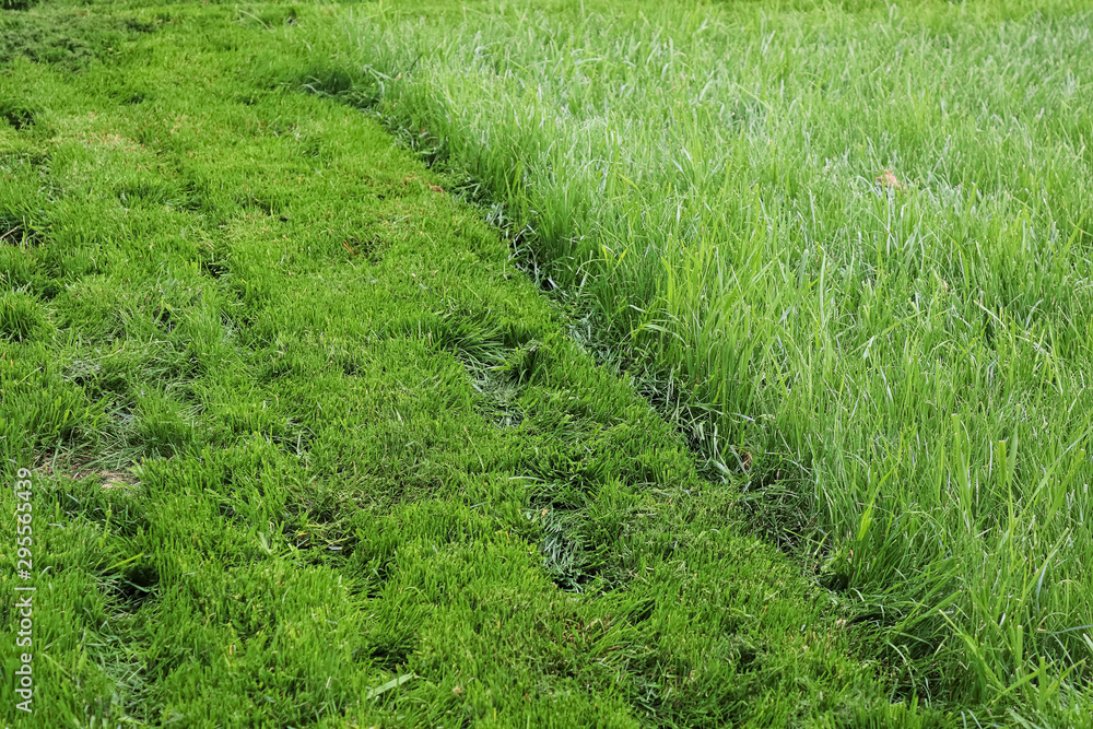 A strip of mowed lawn against tall grass A strip of mowed lawn against tall grass