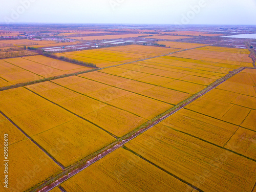 Mature rice in the field of highway and channel © qiujusong